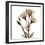 Gentian in Sienna-Albert Koetsier-Framed Art Print