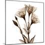 Gentian in Sienna-Albert Koetsier-Mounted Art Print