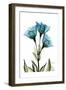 Gentian L301-Albert Koetsier-Framed Art Print