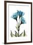 Gentian L301-Albert Koetsier-Framed Art Print