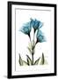 Gentian L301-Albert Koetsier-Framed Art Print