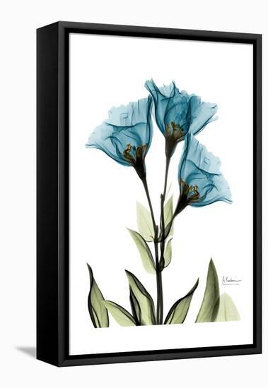 Gentian L301-Albert Koetsier-Framed Stretched Canvas