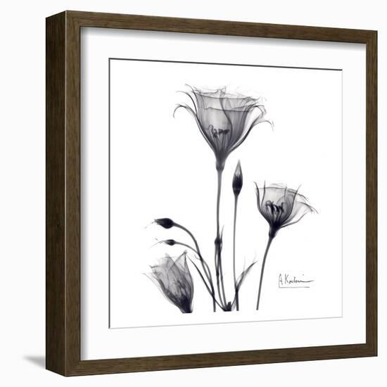 Gentian Trio in Black and White-Albert Koetsier-Framed Art Print