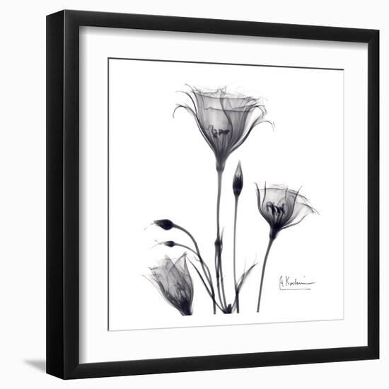 Gentian Trio in Black and White-Albert Koetsier-Framed Art Print
