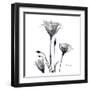 Gentian Trio in Black and White-Albert Koetsier-Framed Art Print