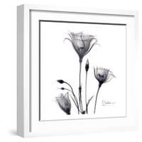 Gentian Trio in Black and White-Albert Koetsier-Framed Art Print