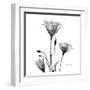 Gentian Trio in Black and White-Albert Koetsier-Framed Art Print