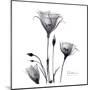 Gentian Trio in Black and White-Albert Koetsier-Mounted Art Print