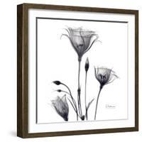 Gentian Trio in Black and White-Albert Koetsier-Framed Art Print