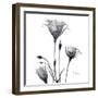 Gentian Trio in Black and White-Albert Koetsier-Framed Art Print