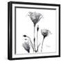 Gentian Trio in Black and White-Albert Koetsier-Framed Art Print