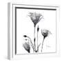 Gentian Trio in Black and White-Albert Koetsier-Framed Art Print