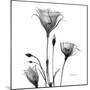 Gentian Trio in Black and White-Albert Koetsier-Mounted Art Print