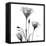 Gentian Trio in Black and White-Albert Koetsier-Framed Stretched Canvas