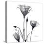 Gentian Trio in Black and White-Albert Koetsier-Stretched Canvas