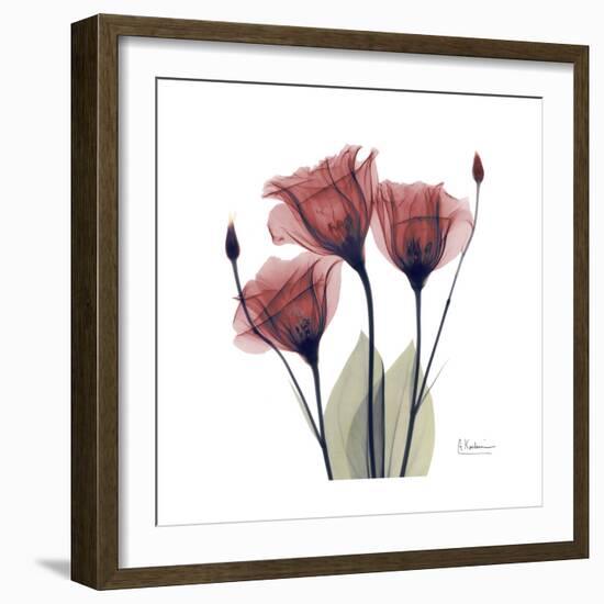 Gentian Trio in Red-Albert Koetsier-Framed Premium Giclee Print