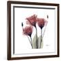 Gentian Trio in Red-Albert Koetsier-Framed Premium Giclee Print