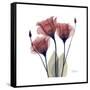 Gentian Trio in Red-Albert Koetsier-Framed Stretched Canvas