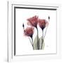 Gentian Trio in Red-Albert Koetsier-Framed Premium Giclee Print