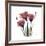 Gentian Trio in Red-Albert Koetsier-Framed Premium Giclee Print