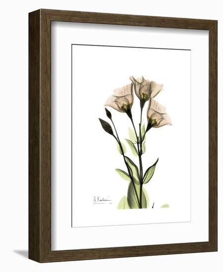 Gentian Triplets-Albert Koetsier-Framed Art Print