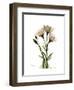 Gentian Triplets-Albert Koetsier-Framed Art Print