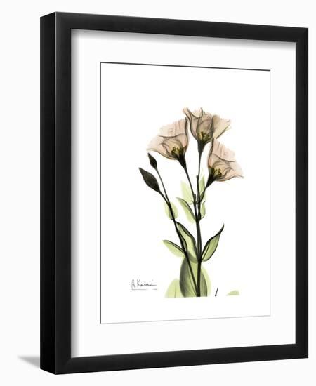 Gentian Triplets-Albert Koetsier-Framed Art Print