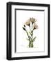 Gentian Triplets-Albert Koetsier-Framed Art Print