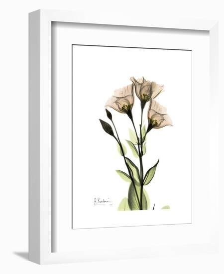 Gentian Triplets-Albert Koetsier-Framed Art Print