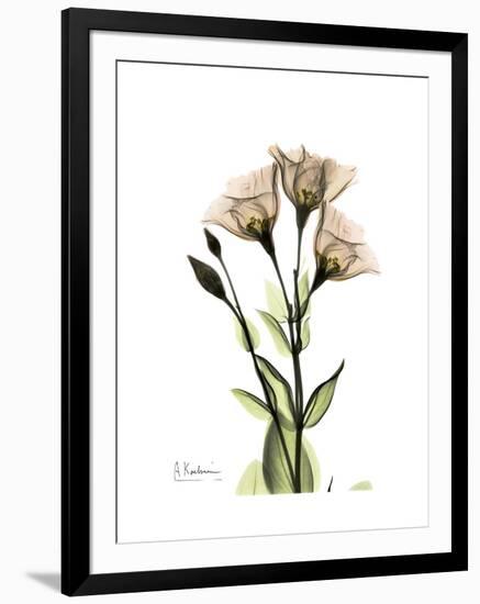 Gentian Triplets-Albert Koetsier-Framed Art Print