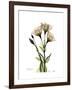 Gentian Triplets-Albert Koetsier-Framed Art Print