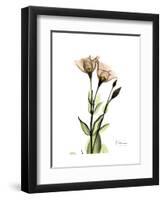 Gentian Twins-Albert Koetsier-Framed Art Print