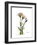 Gentian Twins-Albert Koetsier-Framed Art Print