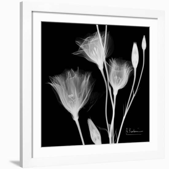 Gentian Xray 1-Albert Koetsier-Framed Premium Giclee Print