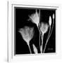 Gentian Xray 1-Albert Koetsier-Framed Premium Giclee Print