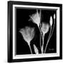 Gentian Xray 1-Albert Koetsier-Framed Premium Giclee Print