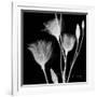 Gentian Xray 1-Albert Koetsier-Framed Premium Giclee Print