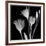 Gentian Xray 1-Albert Koetsier-Framed Premium Giclee Print