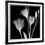 Gentian Xray 1-Albert Koetsier-Framed Premium Giclee Print