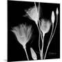 Gentian Xray 1-Albert Koetsier-Mounted Premium Giclee Print