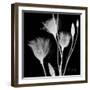 Gentian Xray 1-Albert Koetsier-Framed Premium Giclee Print