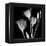 Gentian Xray 1-Albert Koetsier-Framed Stretched Canvas