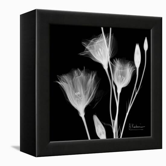 Gentian Xray 1-Albert Koetsier-Framed Stretched Canvas