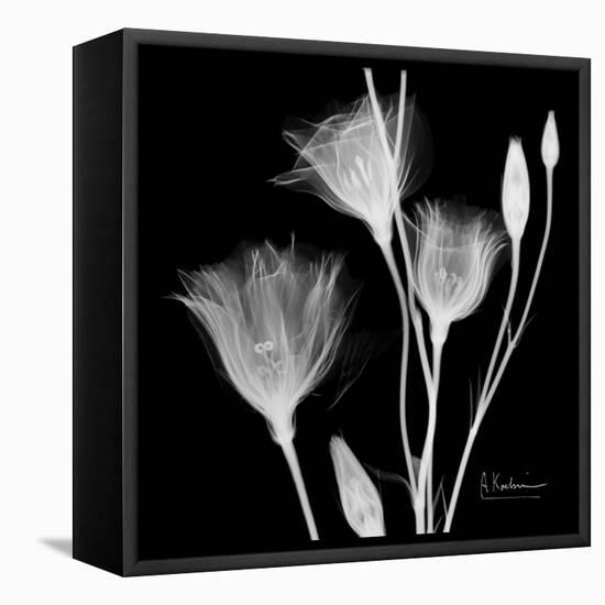 Gentian Xray 1-Albert Koetsier-Framed Stretched Canvas