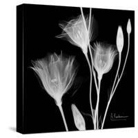 Gentian Xray 1-Albert Koetsier-Stretched Canvas