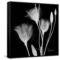 Gentian Xray 1-Albert Koetsier-Framed Stretched Canvas