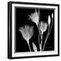 Gentian Xray 1-Albert Koetsier-Framed Art Print