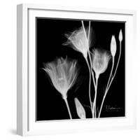 Gentian Xray 1-Albert Koetsier-Framed Art Print