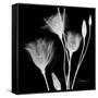 Gentian Xray 1-Albert Koetsier-Framed Stretched Canvas