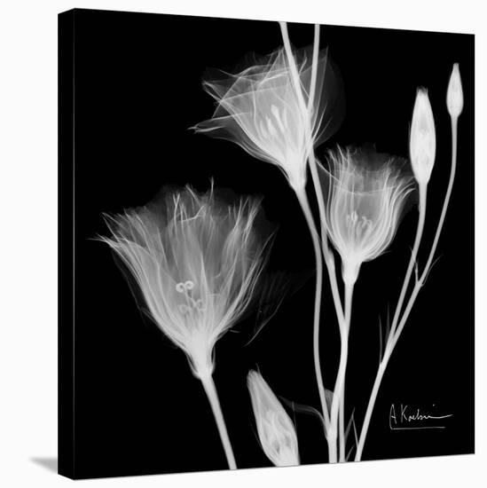 Gentian Xray 1-Albert Koetsier-Stretched Canvas